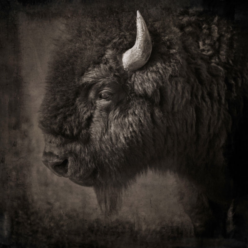 thornhill-ashton-goodnight-bison-26
